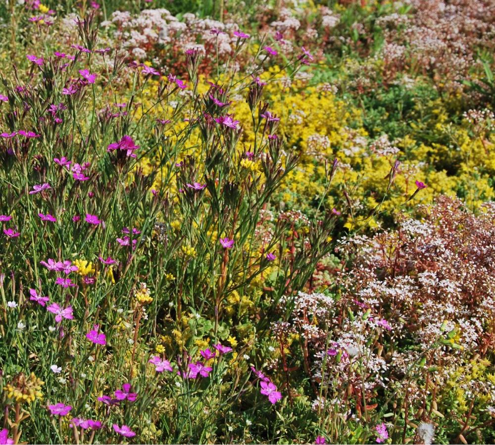 Sempergreen Biodiversmat Sedum-kruiden