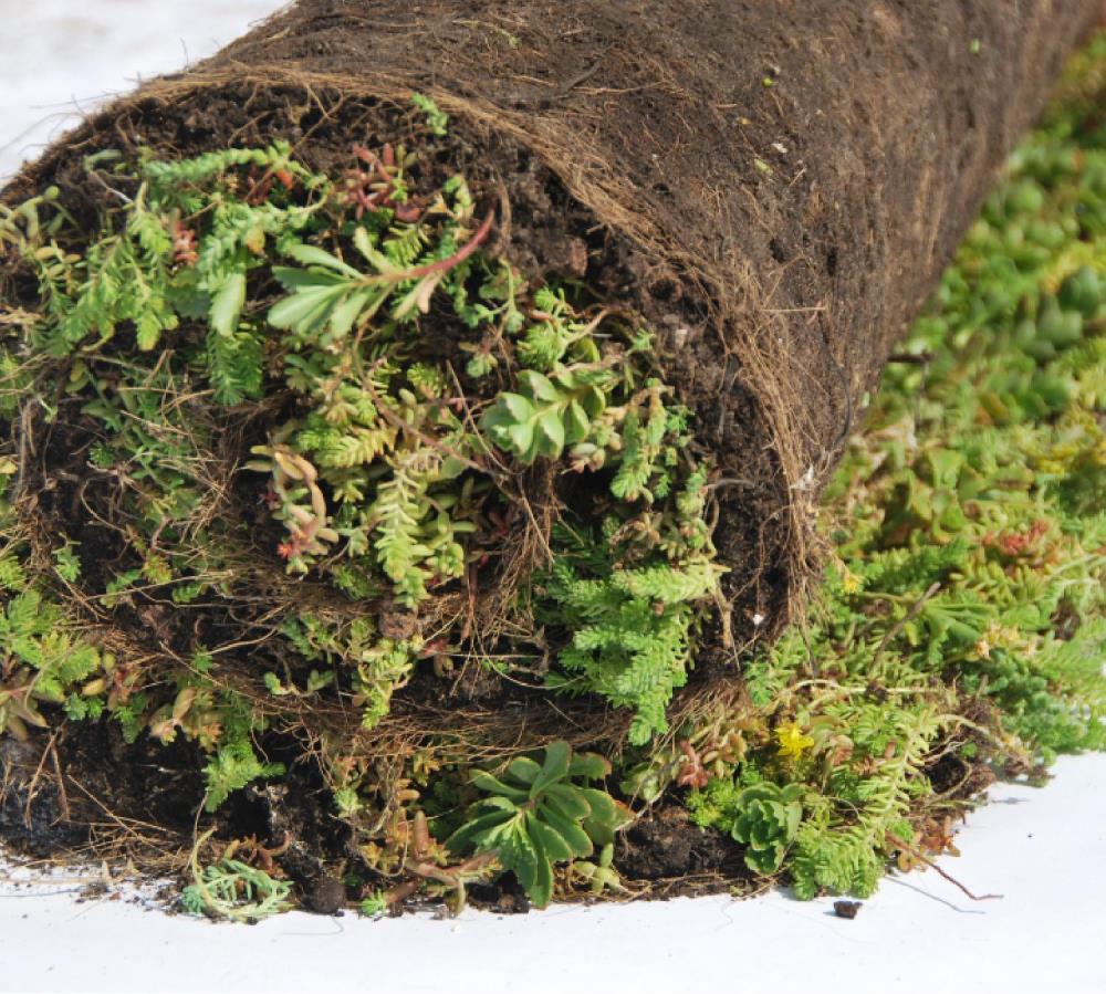 Sempergreen Sedummixmat 060 1m2