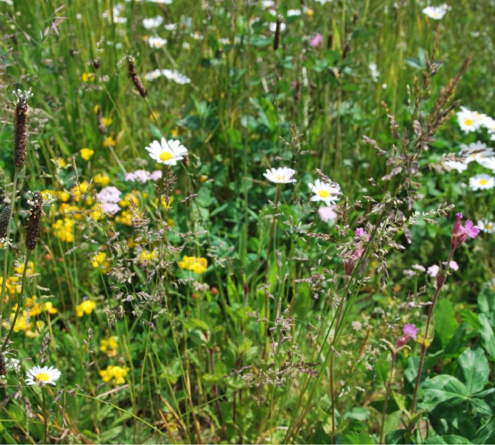 Sempergreen Biodiversmat Bees & Butterflies