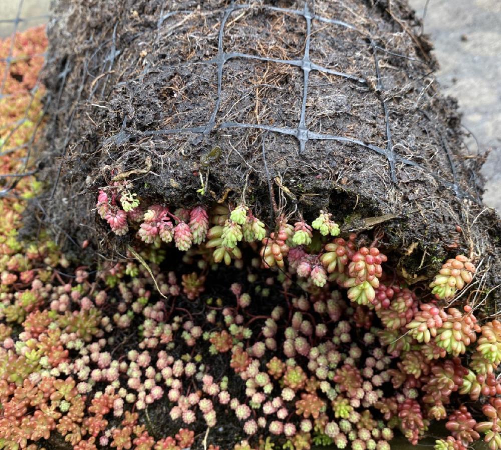 Sempergreen Sedummixmat T 60x200cm