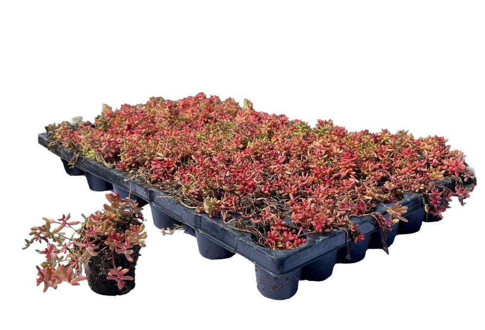 Sempergreen Sedumplug album 'Coral Carpet'
