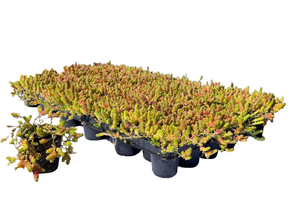 Sempergreen Sedumplug acre 'Golden Carpet'