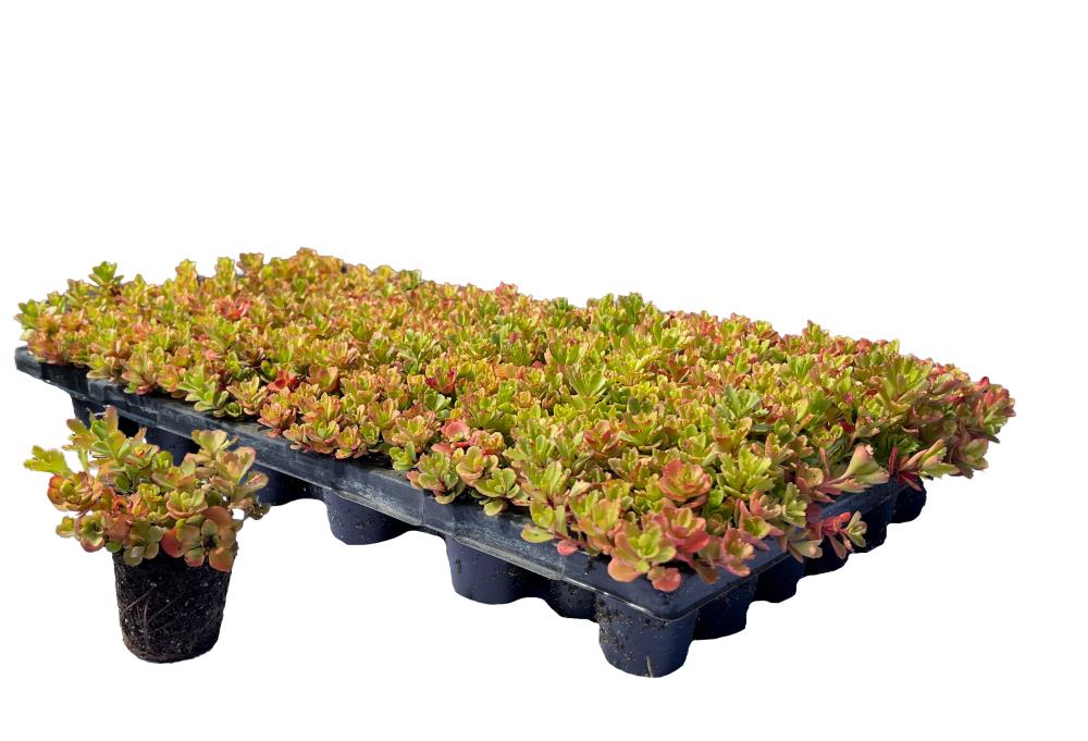 Sempergreen Sedumplug floriferum 'Weihenstephaner Gold'
