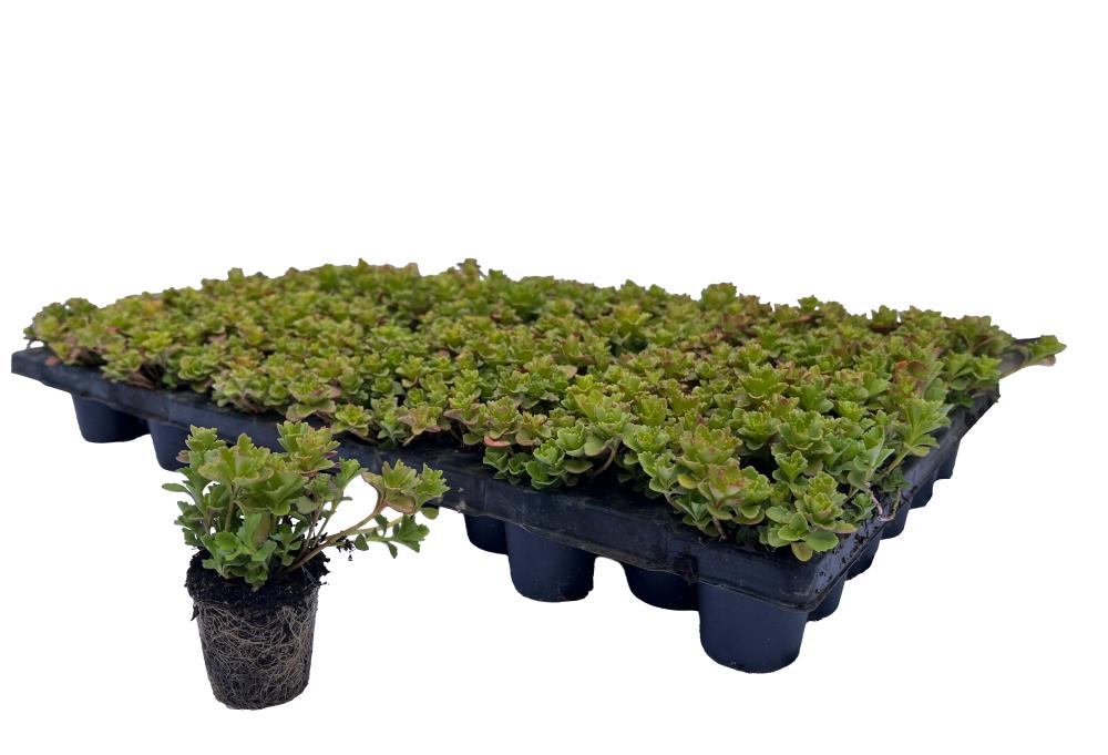 Sempergreen Sedumplug hybridum 'Czar's Gold'