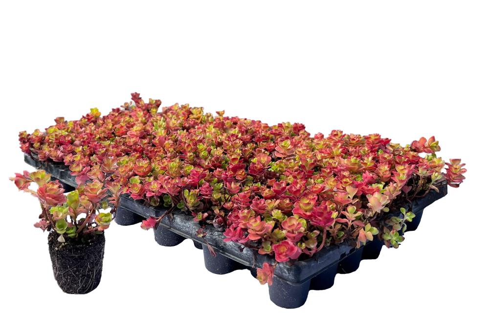 Sempergreen Sedumplug spurium 'Coccineum'