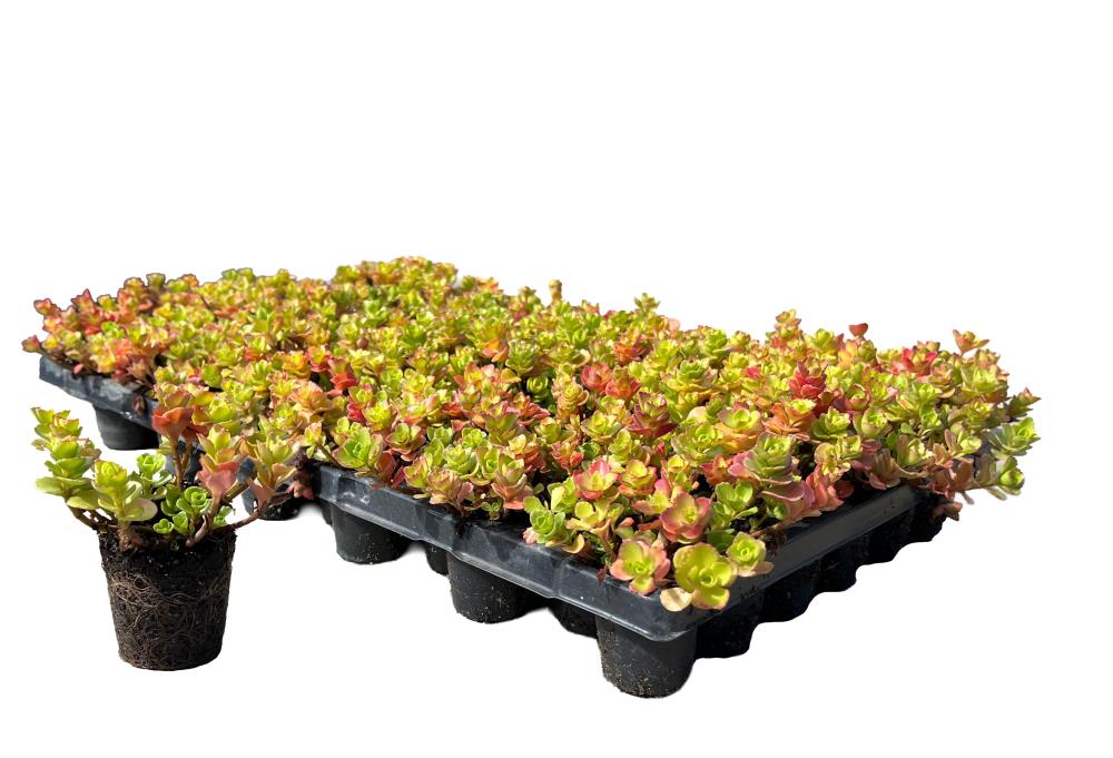 Sempergreen Sedumplug spurium 'Summer Glory'