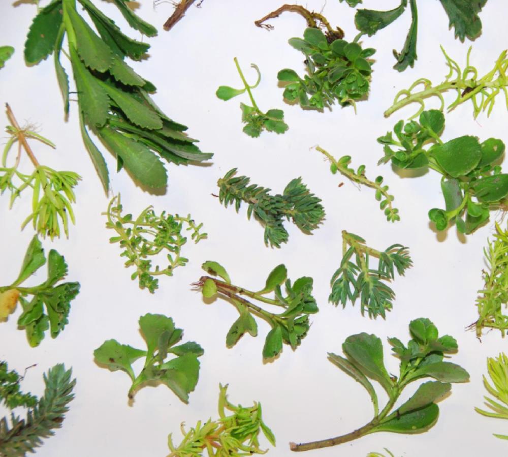 Sempergreen Sedummixstek 