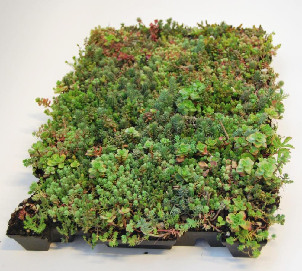 Sempergreen Sedumtray Click 'n Go Light