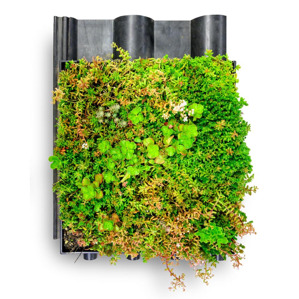 Sempergreen Groendakpan My Greentop 