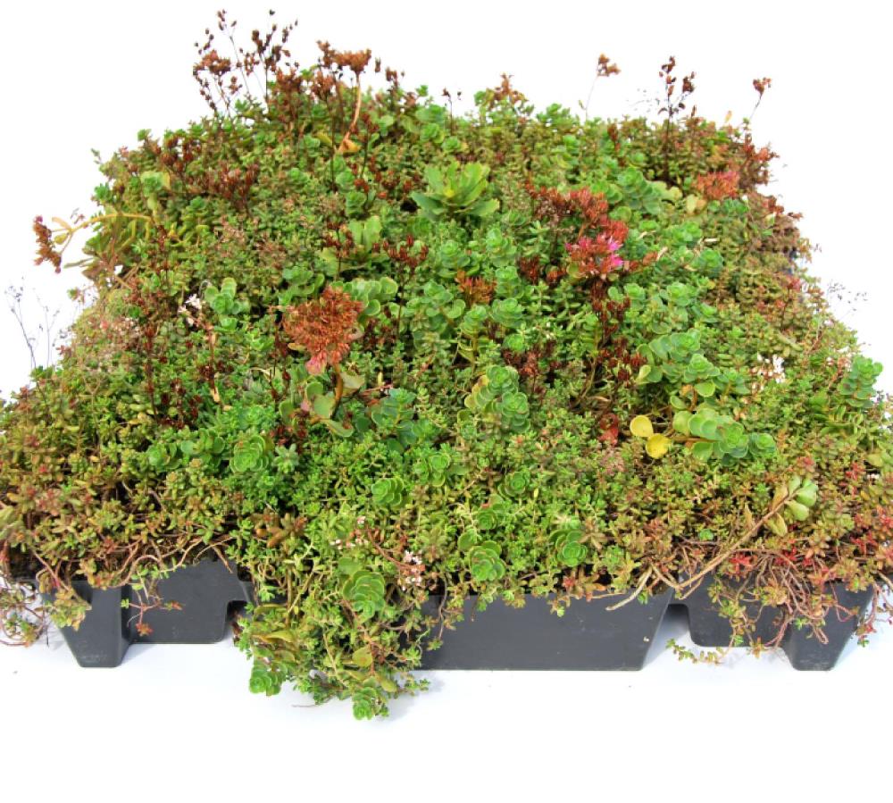 Sempergreen Click 'n Go Sedumtray