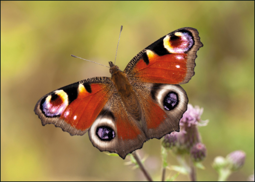 Dagpauwoog, De Vlinderstichting
