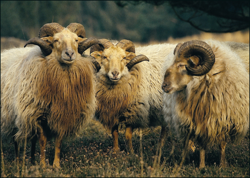 Drents Heideschaap, Joop van de Merbel, Het Drentse Landschap