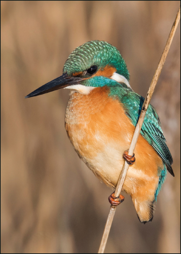 IJsvogel, Wies Vink, Het Drentse Landschap