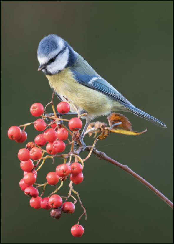Pimpelmees, Wies Vink, Het Drentse Landschap