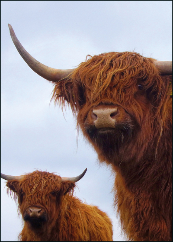 Schotse Hooglanders, John Dekker, Het Drentse Landschap