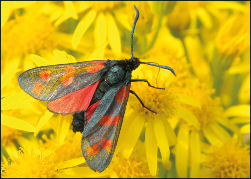 St-Jansvlinder, Wies Vink, Het Drentse Landschap