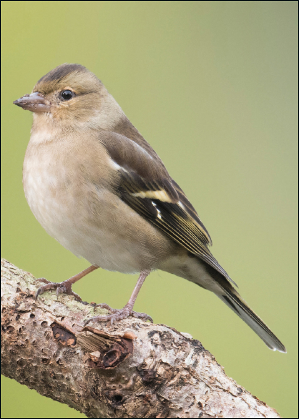 Vink, Wies Vink, Het Drentse Landschap