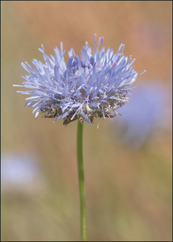 Zandblauwtje, Wies Vink, Het Drentse Landschap