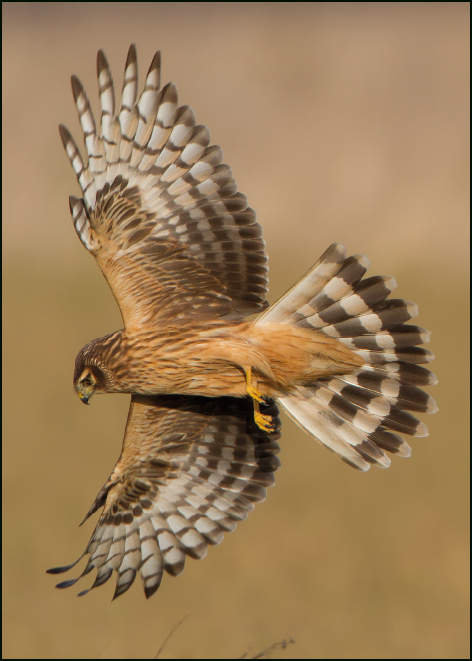 Blauwe kiekendief, Aalt van Tongeren, Geldersch Landschap & Kasteelen