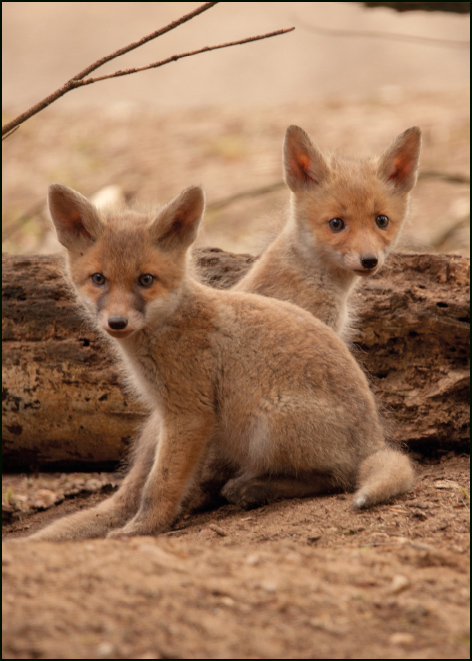 Twee vossenwelpjes, Rob van 't Zelfde, Geldersch Landschap & Kasteelen