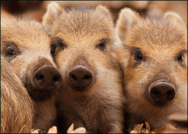Frislingen (jonge zwijnen), Xander Sales, Geldersch Landschap & Kasteelen