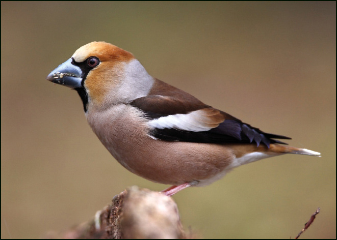 Appelvink (mannetje), Koos Dansen, Geldersch Landschap & Kasteelen