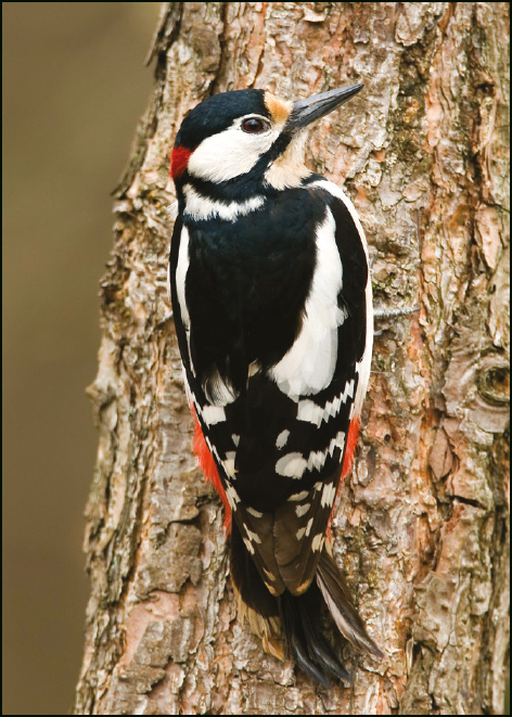 Grote bonte specht, Koos Dansen, Geldersch Landschap & Kasteelen