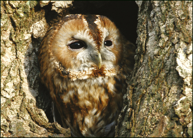 Bosuil op landgoed Duno, Rob van 't Zelfde, Geldersch Landschap & Kasteelen
